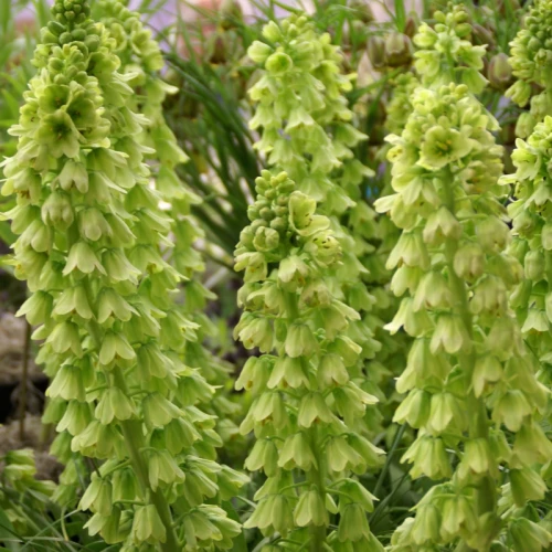 Ivory Bells